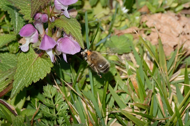 Apidae: Bombo? No, forse Anthophora sp.